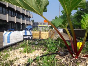 ING Vegetable garden in Etterbeek