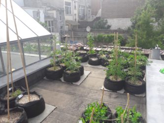 Vegetable garden for l’Entrepote
