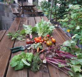 Potager de la BNP chez Co.station