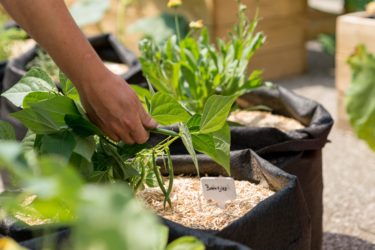 Moestuin BOSA (FOD Beleid en Ondersteuning)