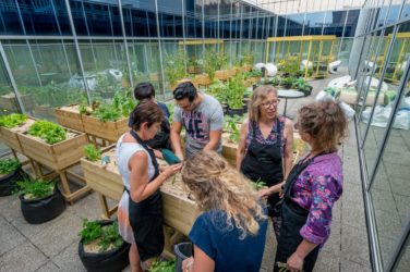 Moestuin BOSA (FOD Beleid en Ondersteuning)