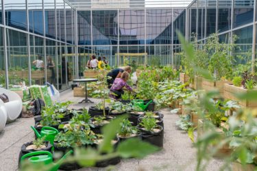 Moestuin BOSA (FOD Beleid en Ondersteuning)