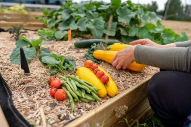 Collective vegetable garden in ERASME with Citydev