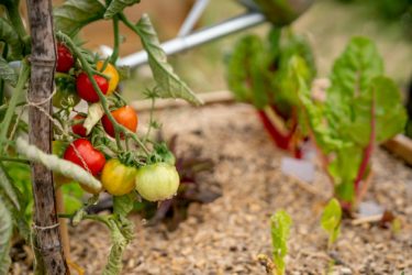 Collective vegetable garden in ERASME with Citydev