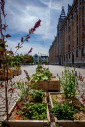 Potager Collectif Tour & Taxis avec Extensa