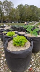 Zoe vegetable garden in Charleroi