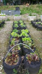 Zoe vegetable garden in Charleroi