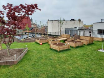 Back of the House vegetable garden