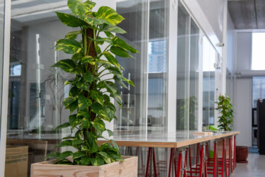 100% organic indoor plant management