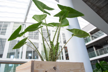 100% organic indoor plant management