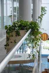 100% organic indoor plant management