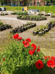 Zoe vegetable garden in Charleroi