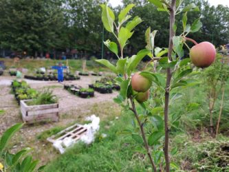 Zoe vegetable garden in Charleroi