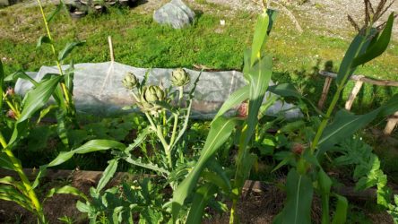 Zoe vegetable garden in Charleroi