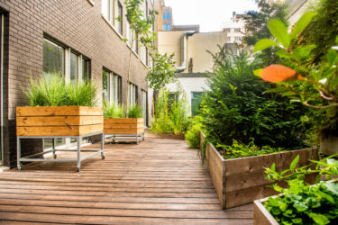 Biodiversiteitstuin op een terras bij Microsoft