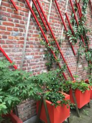 Ateliers des Tanneurs : planten buiten en binnen